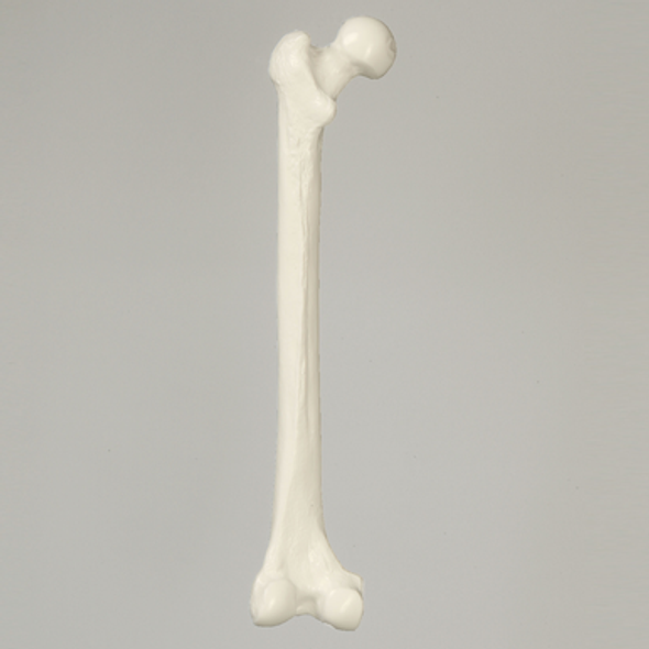 Femur, Solid White Plastic, Large