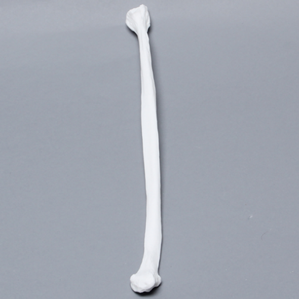 Fibula, Solid White Plastic, Left