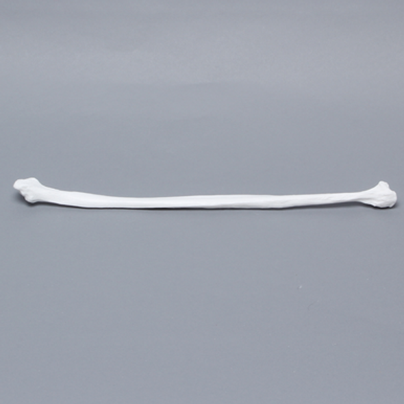 Fibula, Solid White Plastic, Left