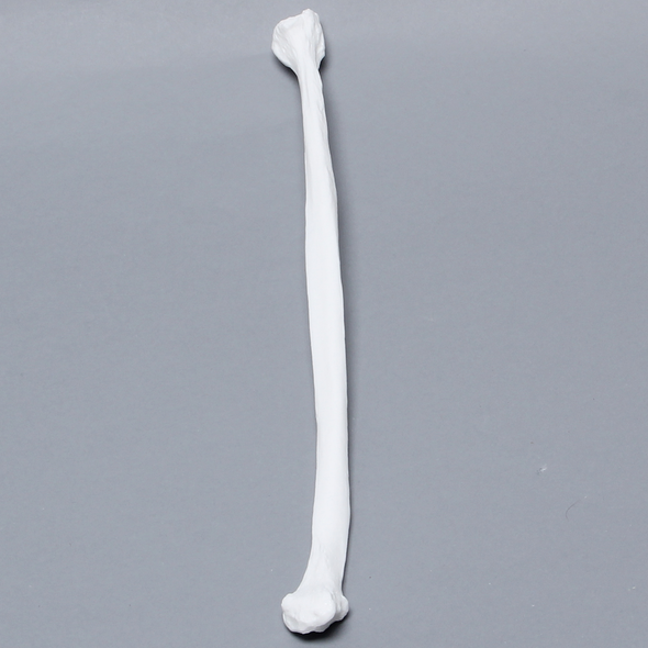 Fibula, Solid White Plastic, Left