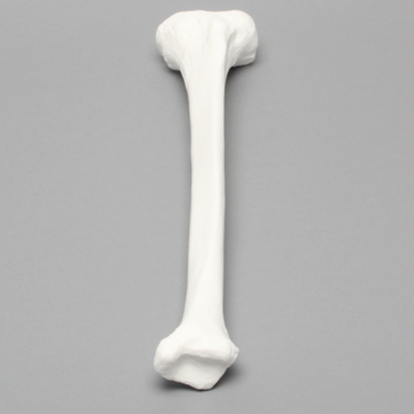 Tibia, Plastic Cortical Shell, Left