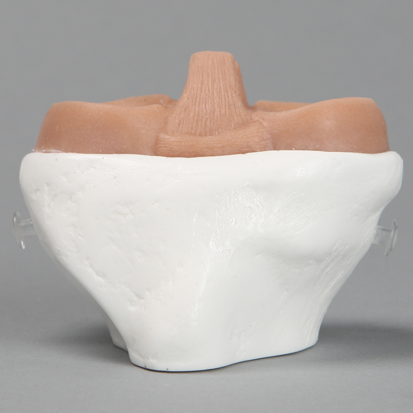 Replacement Tibia for Suture Trainer