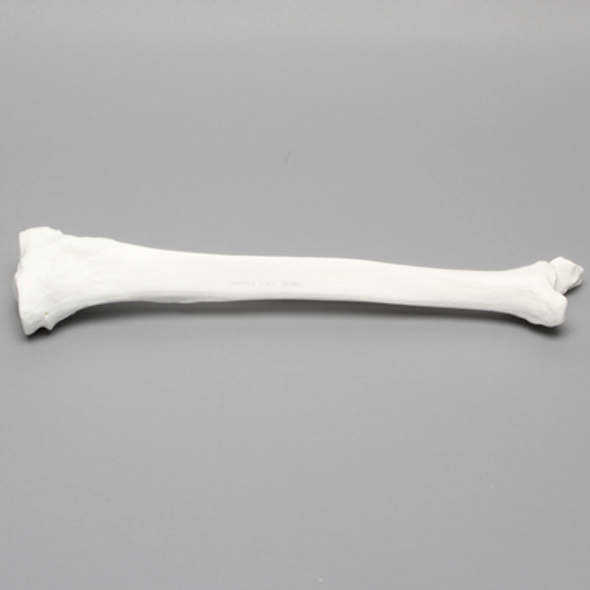 Tibia and Fibula, Plastic Cortical Shell, Large