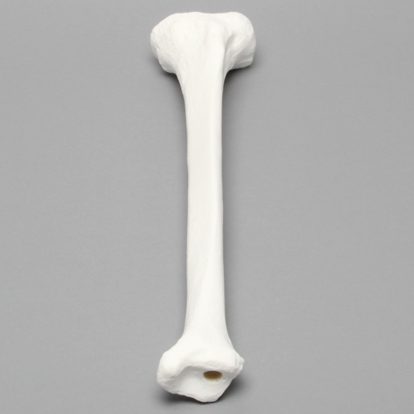 Tibia with 13mm Canal, Plastic Cortical Shell, Left