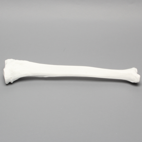 Tibia with 13mm Canal, Plastic Cortical Shell, Left