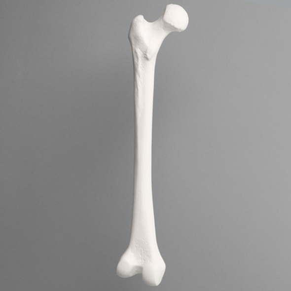 Femur, Solid White Plastic, Left