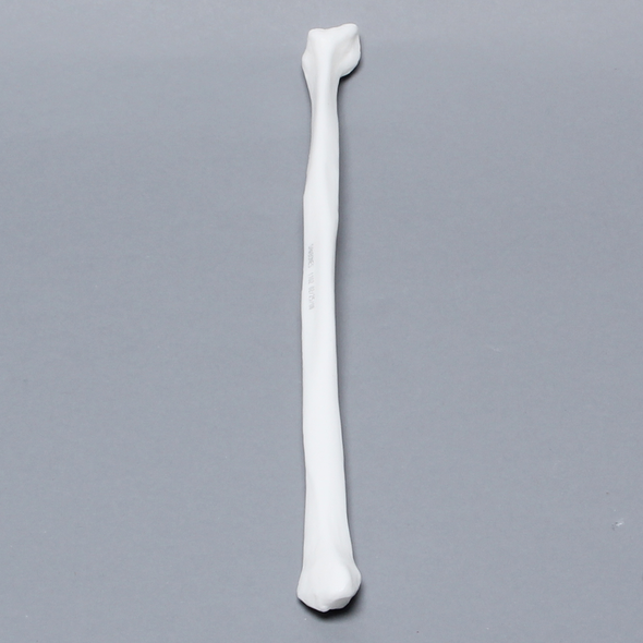 Fibula, Solid White Plastic, Left, Medium