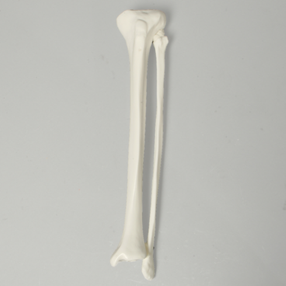 Tibia and Fibula, Plastic Cortical Shell, Medium
