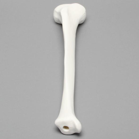 Tibia, Plastic Cortical Shell with 12 mm Canal, Right