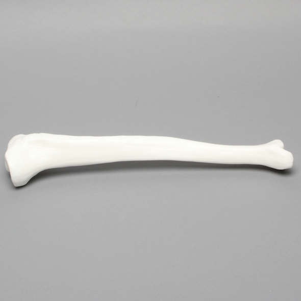 Tibia, Solid White Plastic, Medium, Left