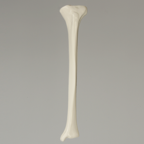 Tibia, Plastic Cortical Shell with 11mm Canal, Left