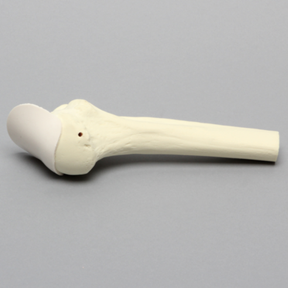Humerus with Partial Tendon, Foam Cortical, Proximal