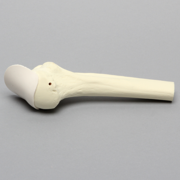 Humerus with Partial Tendon, Foam Cortical, Proximal