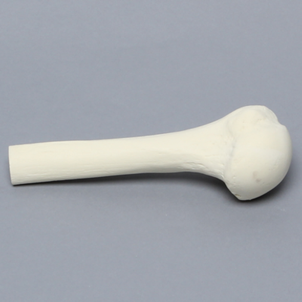 Humerus, Foam Cortical, Proximal