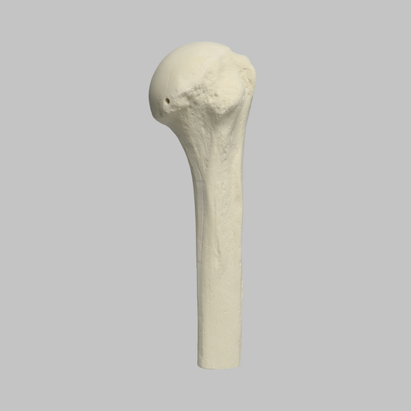 Humerus, Foam Cortical, Proximal