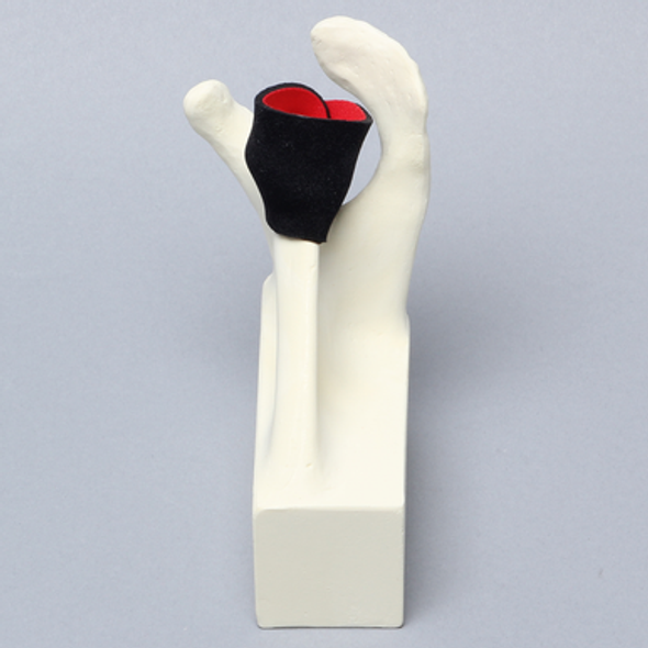Scapula with Partial Cuff, Foam Cortical, Left