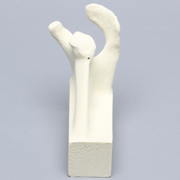 Scapula with Vise Attachment, Foam Cortical, Left
