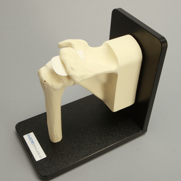Shoulder with Stand, Foam Cortical, Left
