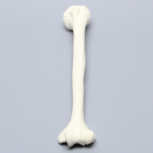 Humerus for IM Nail with 11 mm Entry Site, Foam Cortical