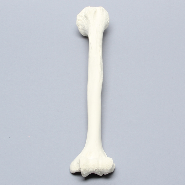 Humerus for IM Nail with 11 mm Entry Site, Foam Cortical