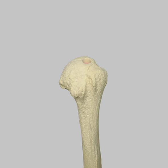 Humerus with Open Proximal Canal, Foam Cortical