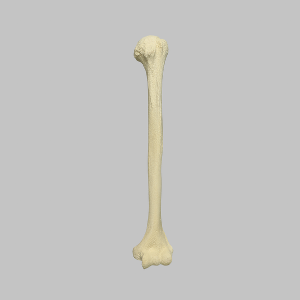 Humerus with Open Proximal Canal, Foam Cortical