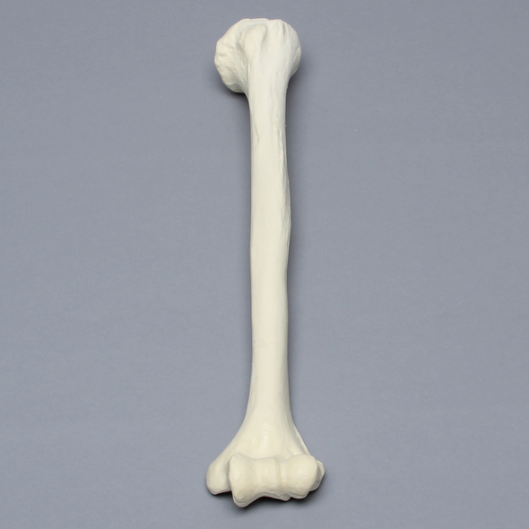 Humerus, Osteoporotic, Foam Cortical