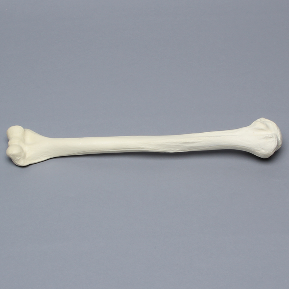 Humerus, Osteoporotic, Foam Cortical