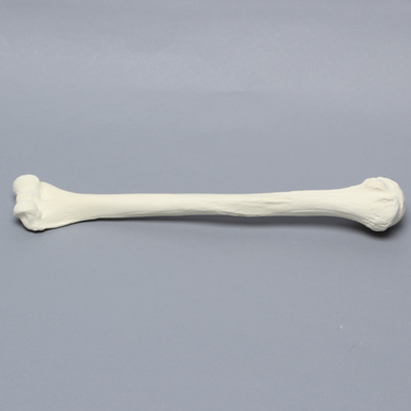 Humerus, Foam Cortical, Left