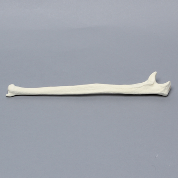 Ulna, 5mm Canal, Foam Cortical Shell, Left