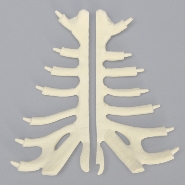 Sternum, Split Set, Solid Foam