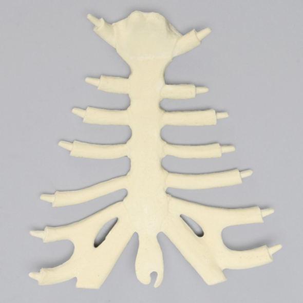 Sternum with Cartilage, Solid Foam