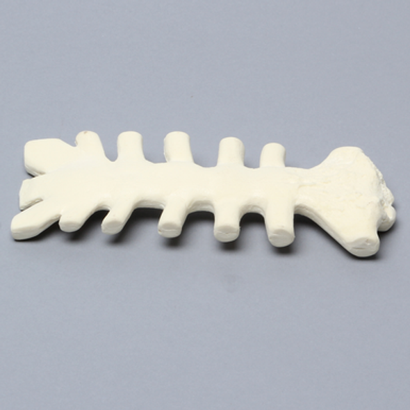 Sternum with Cartilage, 15 PCF, Solid Foam