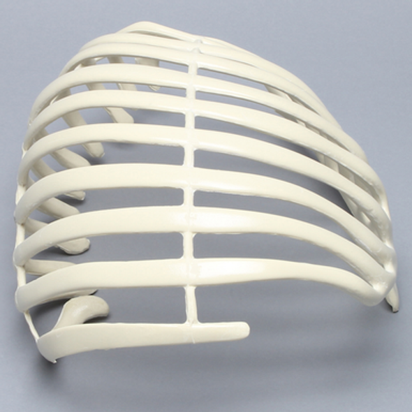 Partial Rib Cage, Solid Foam, Right