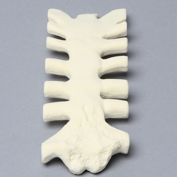 Sternum with Cartilage, 20 PCF, Solid Foam