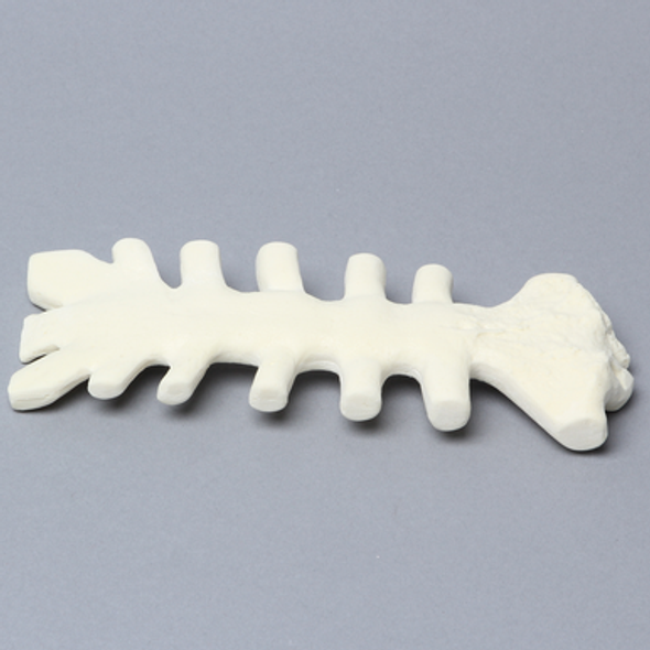 Sternum with Cartilage, 10 PCF, Solid Foam
