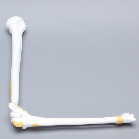 Elbow with Latex Ligament, Plastic Cortical Shell