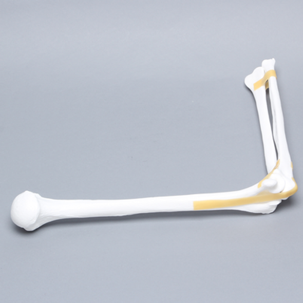 Elbow with Latex Ligament, Plastic Cortical Shell