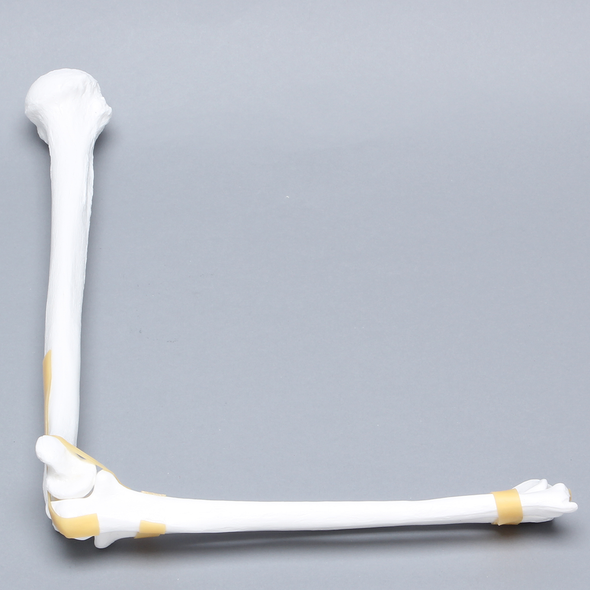 Elbow with Latex Ligament, Plastic Cortical Shell