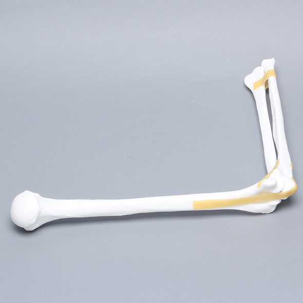 Elbow with Latex Ligament, Plastic Cortical Shell