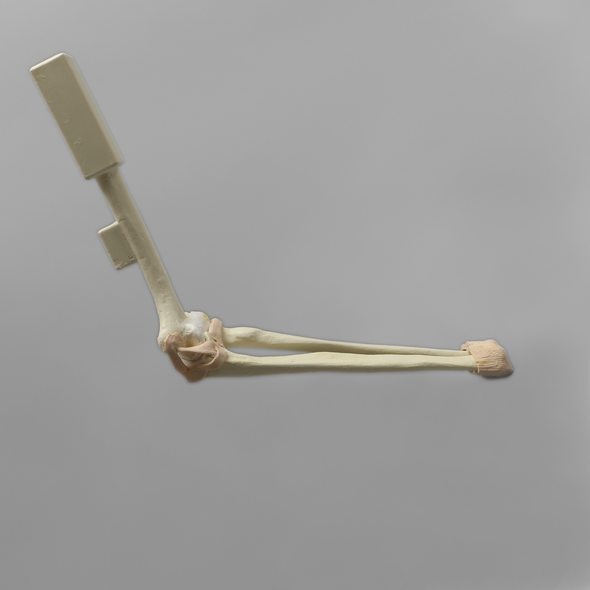 Arthroscopy Elbow Insert with Capsule and Cartilage