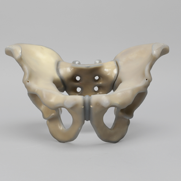 Full Male Pelvis, absolute™ 4th Gen., 17 PCF Solid Foam Core, Large