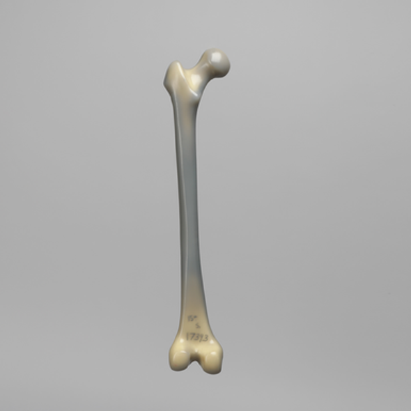Femur, absolute™ 4th Gen., 20 PCF Solid Foam Cancellous, Medium