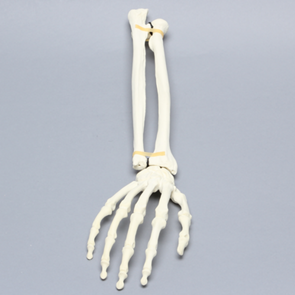 Hand and Wrist, Articulated, Solid Foam, Right