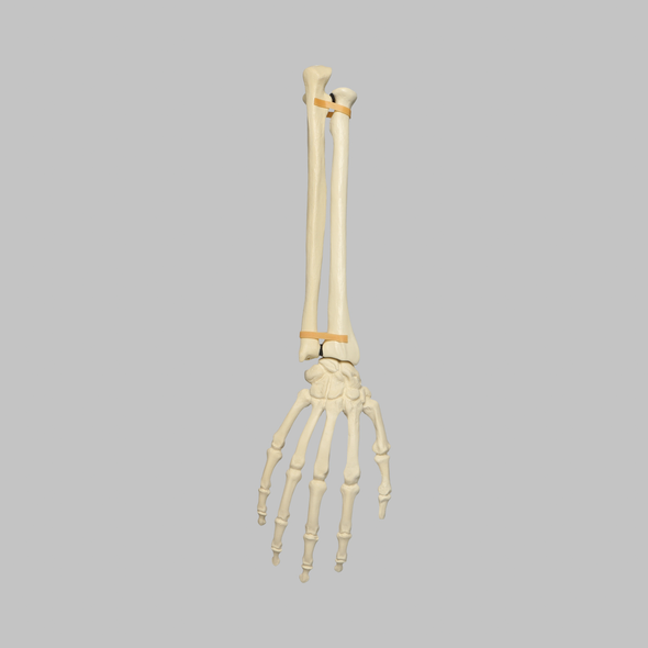 Hand and Wrist, Articulated, Solid Foam, Right