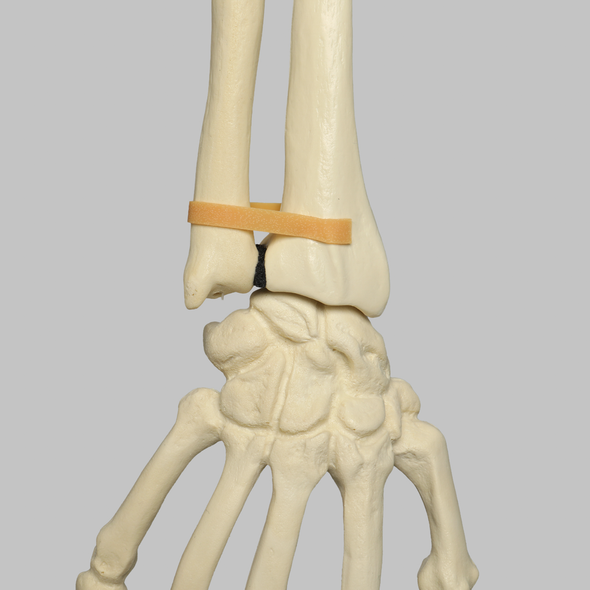 Hand and Wrist, Articulated, Solid Foam, Right