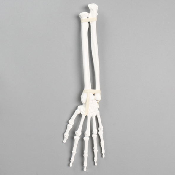 Hand and Wrist with Ligaments, Solid White Plastic