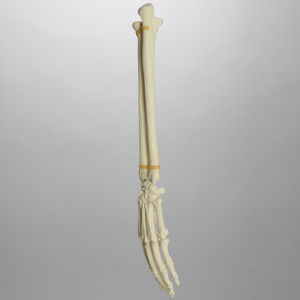 Hand and Wrist, Articulated, Solid Foam, Left