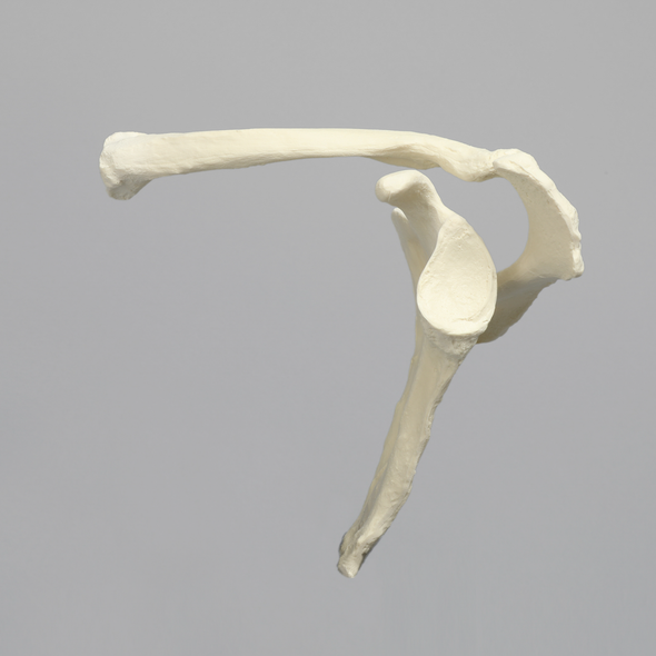 Scapula and Clavicle, Solid Foam, Left