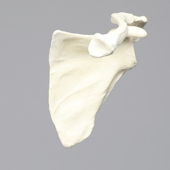 Scapula and Clavicle, Solid Foam, Left